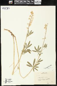 Lupinus spathulatus image