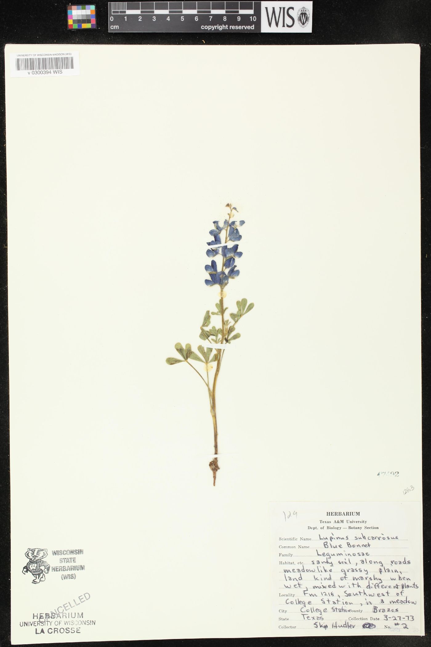 Lupinus subcarnosus image