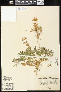 Lupinus subvexus var. phoeniceus image