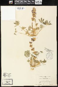 Lupinus subvexus image