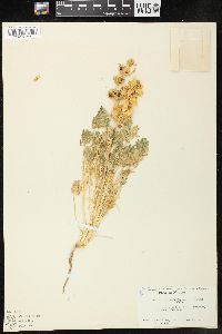 Lupinus subvexus var. transmontanus image