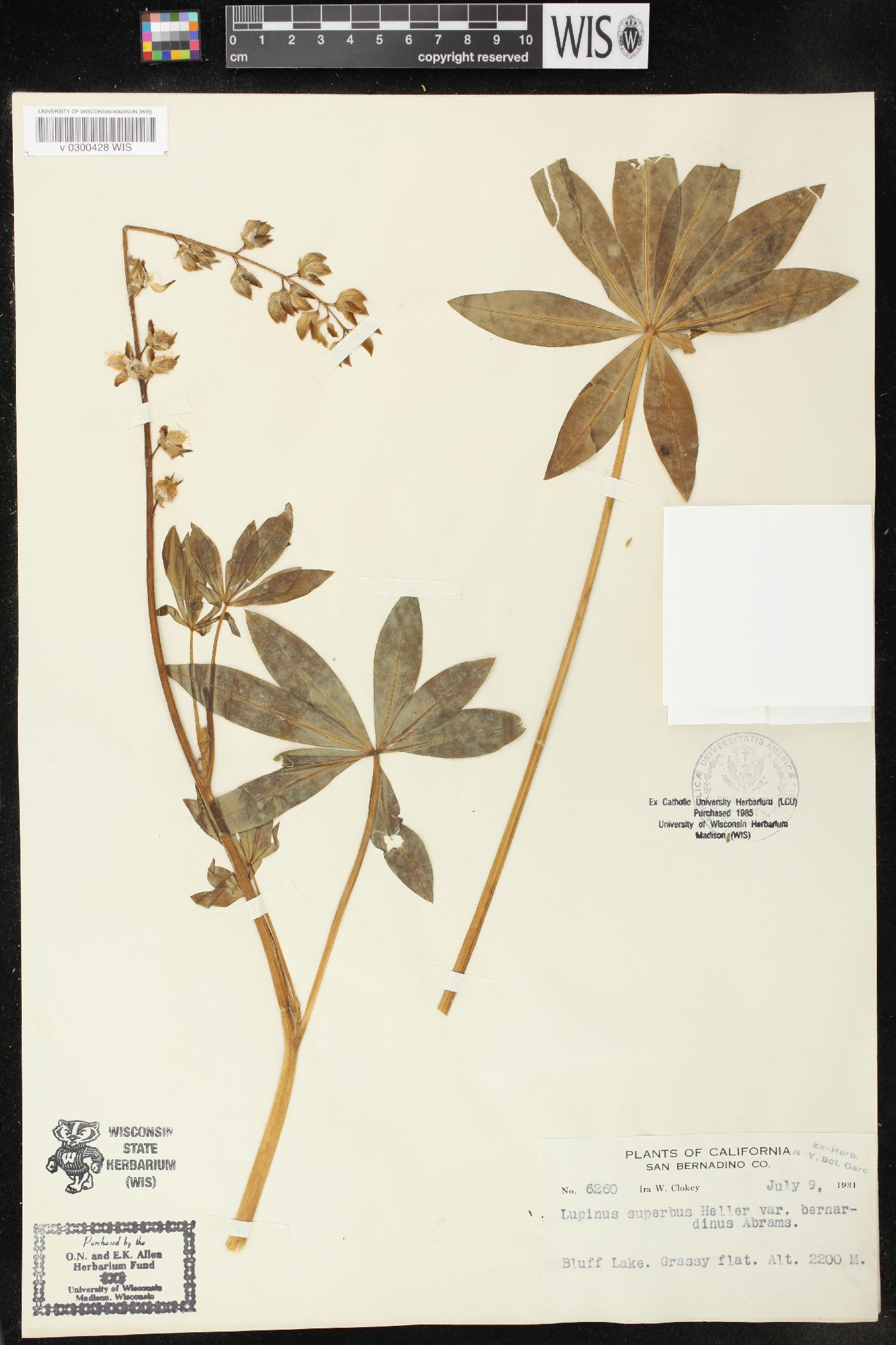 Lupinus superbus var. bernardinus image