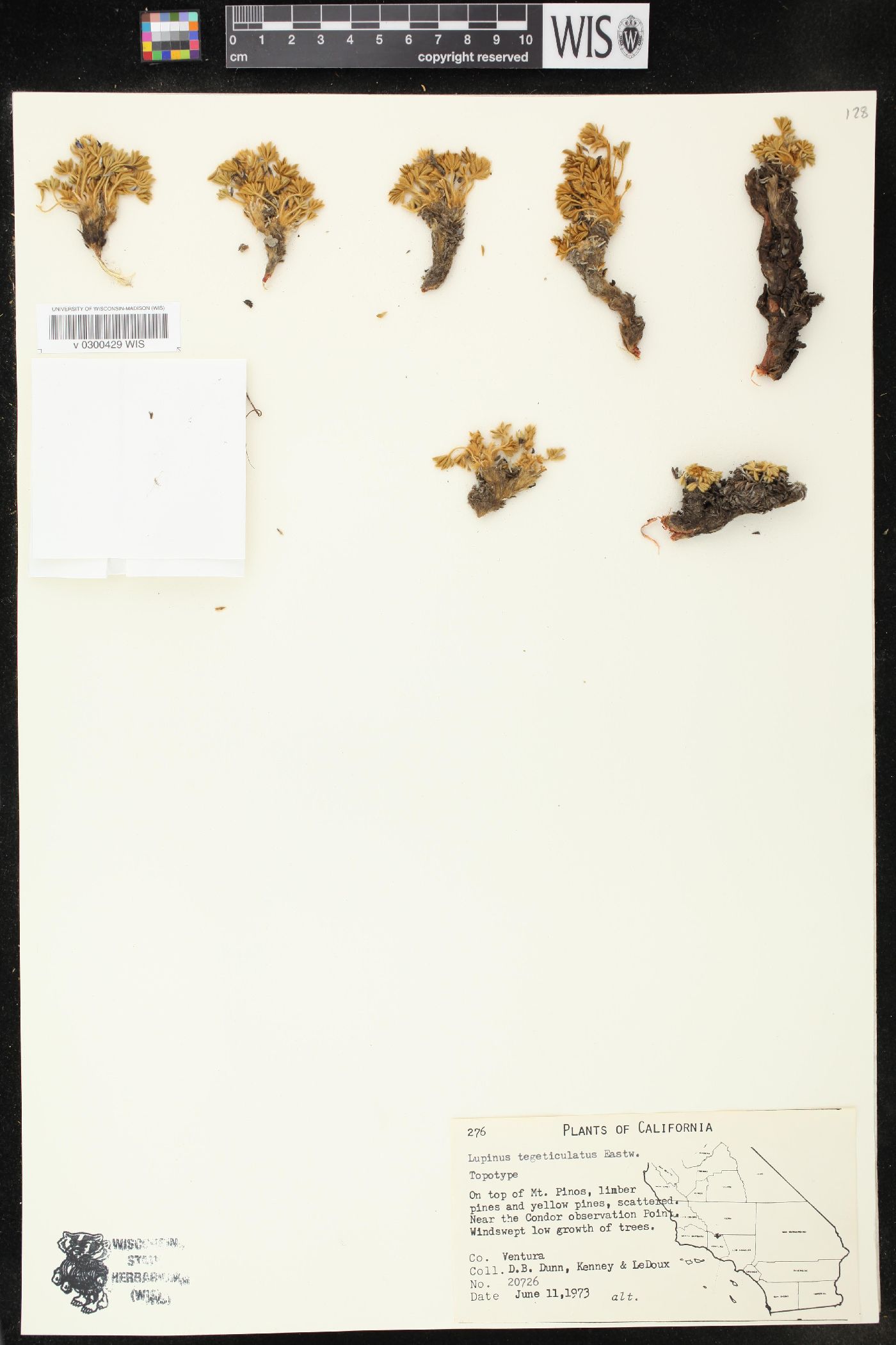 Lupinus tegeticulatus image
