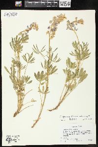 Lupinus wyethii subsp. tetonensis image