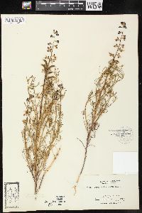 Lupinus truncatus image