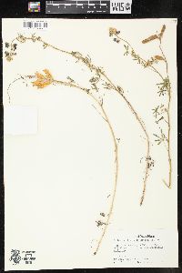 Lupinus vallicola subsp. vallicola image