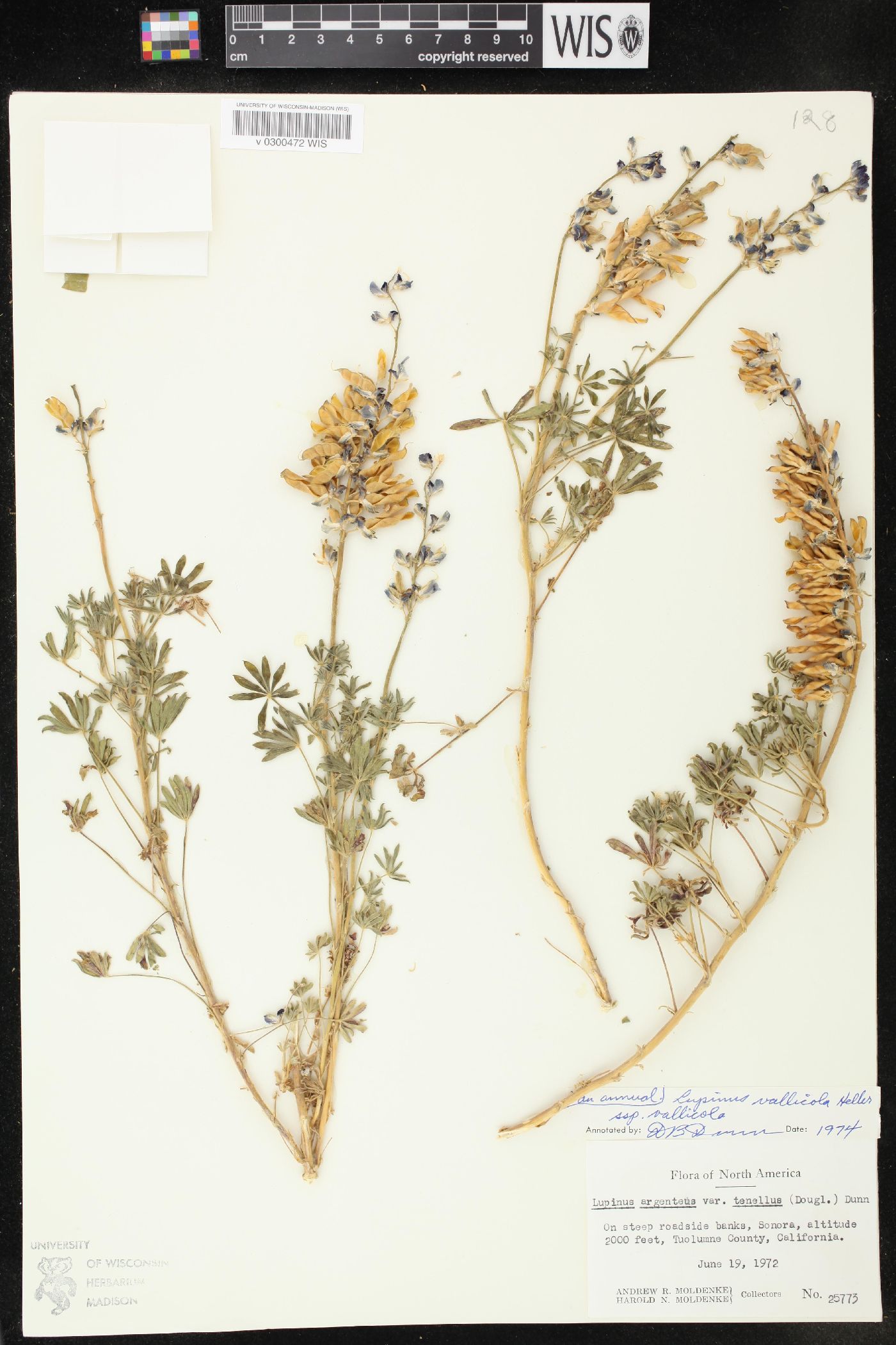 Lupinus vallicola subsp. vallicola image