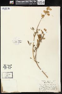 Image of Lupinus variicolor