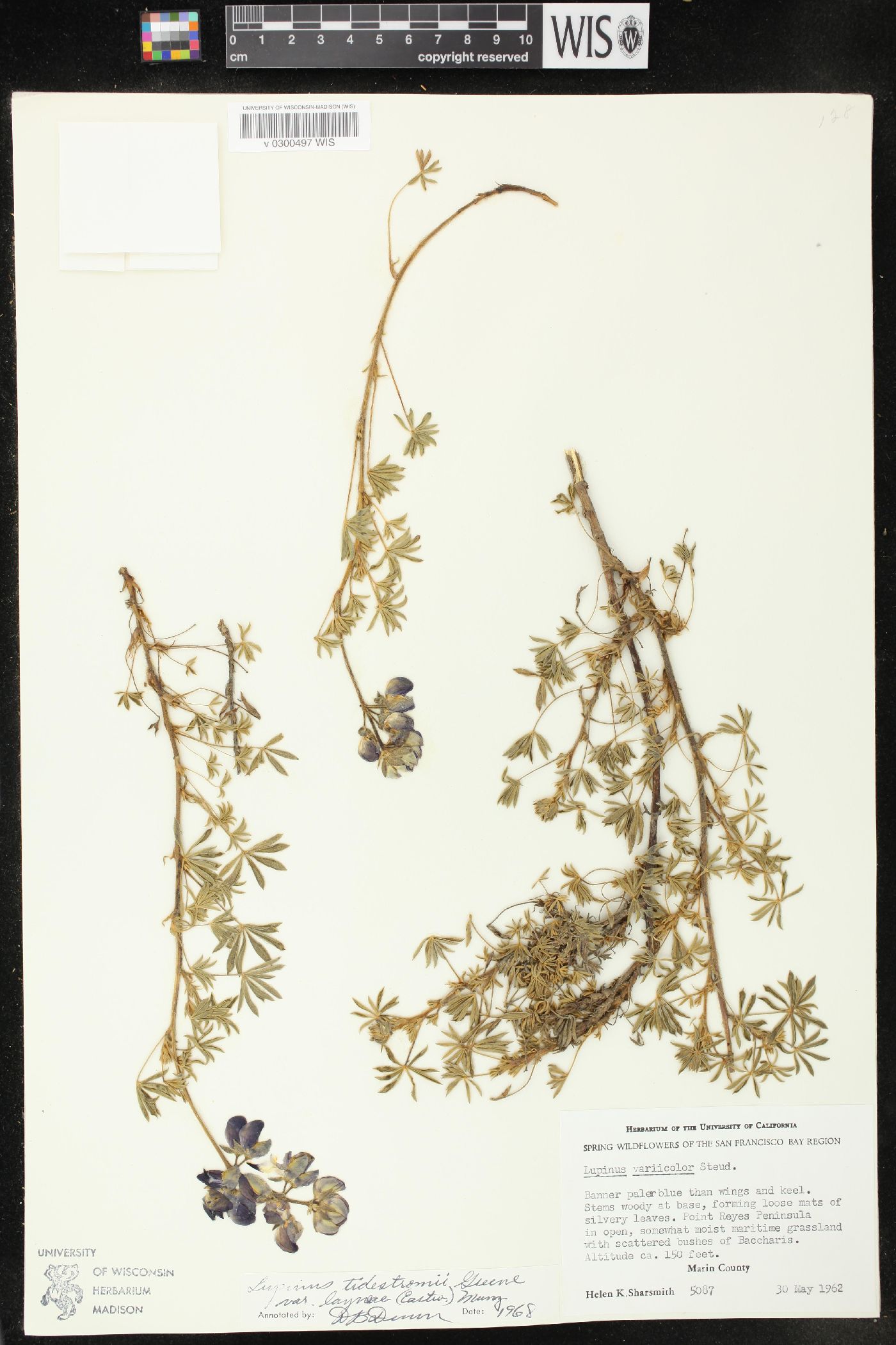 Lupinus tidestromii var. layneae image