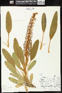 Lupinus villosus image