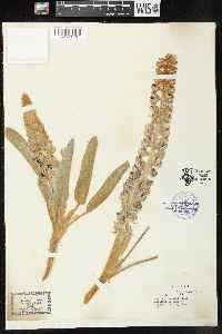 Lupinus villosus image