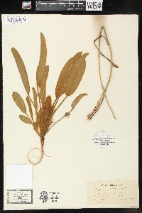 Lupinus villosus image