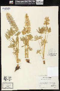 Lupinus humicola image