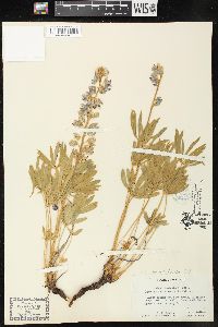 Lupinus humicola image