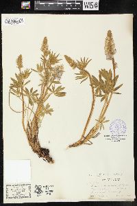 Lupinus humicola image