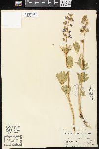 Lupinus humicola image