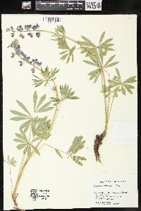 Image of Lupinus wyethii