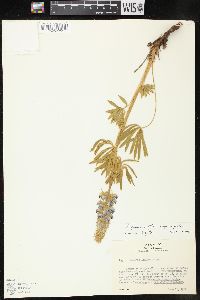 Lupinus wyethii image