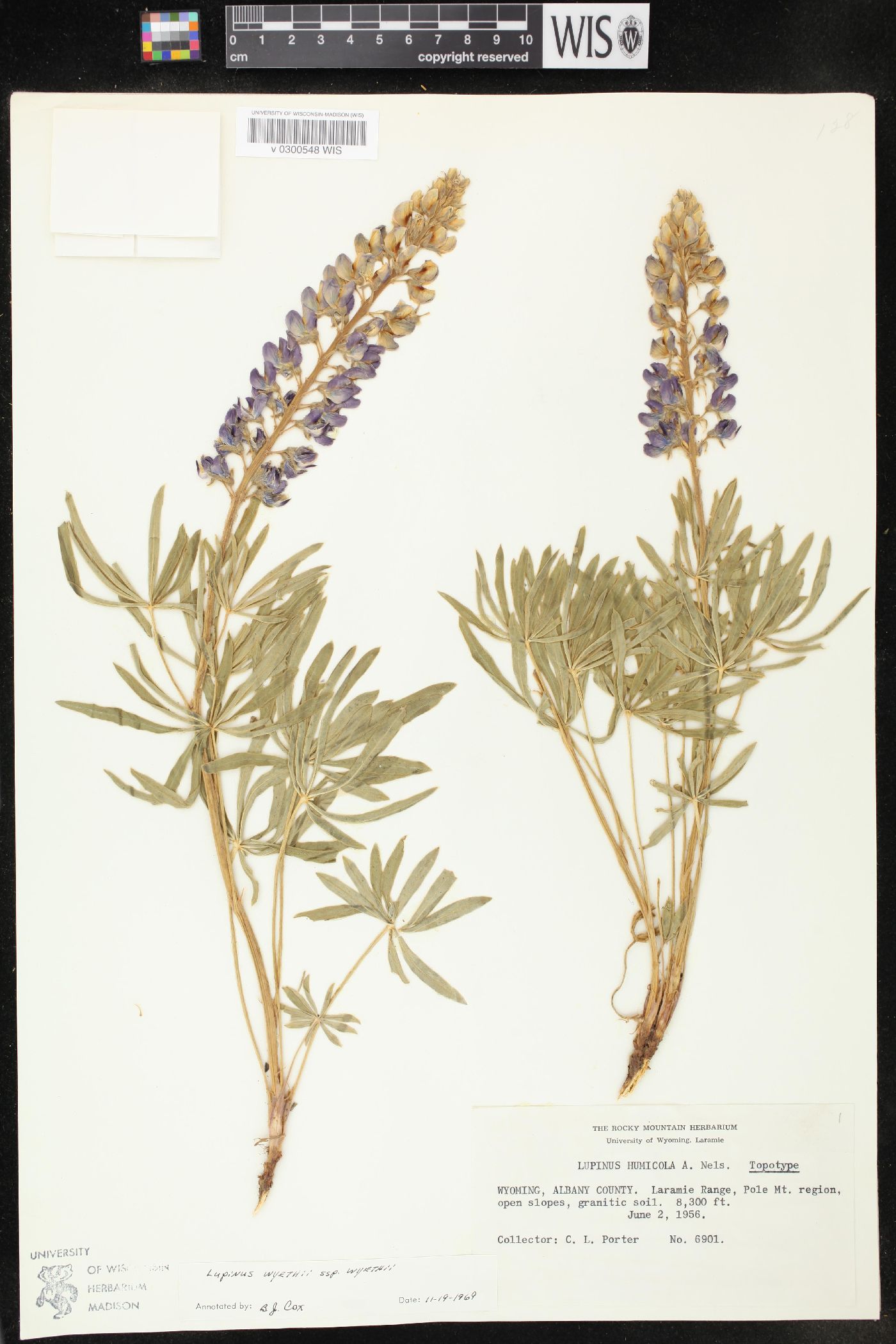 Lupinus wyethii image