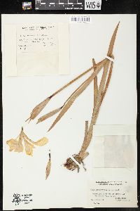 Iris giganticaerulea image