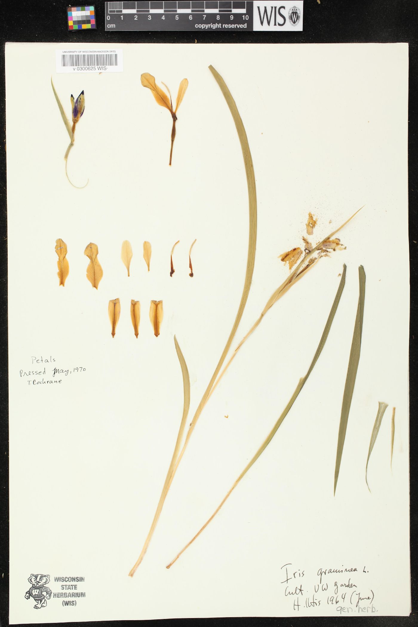 Iris graminea image
