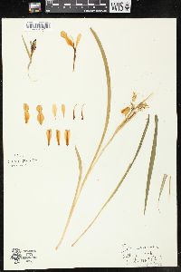 Iris graminea image