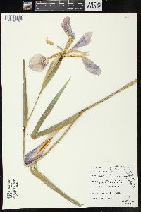 Iris hexagona image