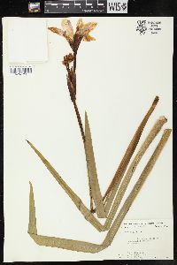 Image of Iris hexagona