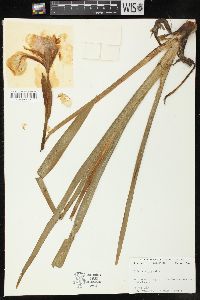 Iris hexagona image