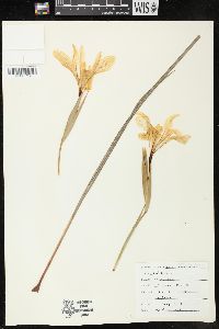 Image of Iris macrosiphon