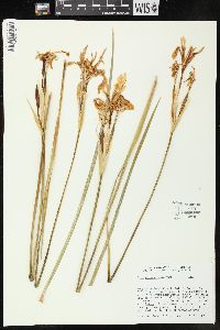 Iris missouriensis image