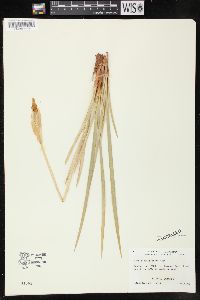 Iris missouriensis image