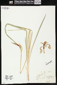 Iris missouriensis image