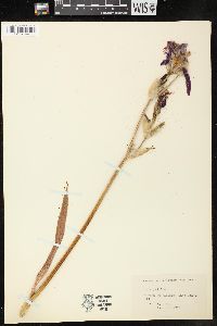 Image of Iris pallida