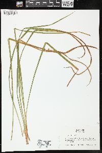 Iris prismatica image