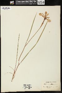 Iris prismatica image