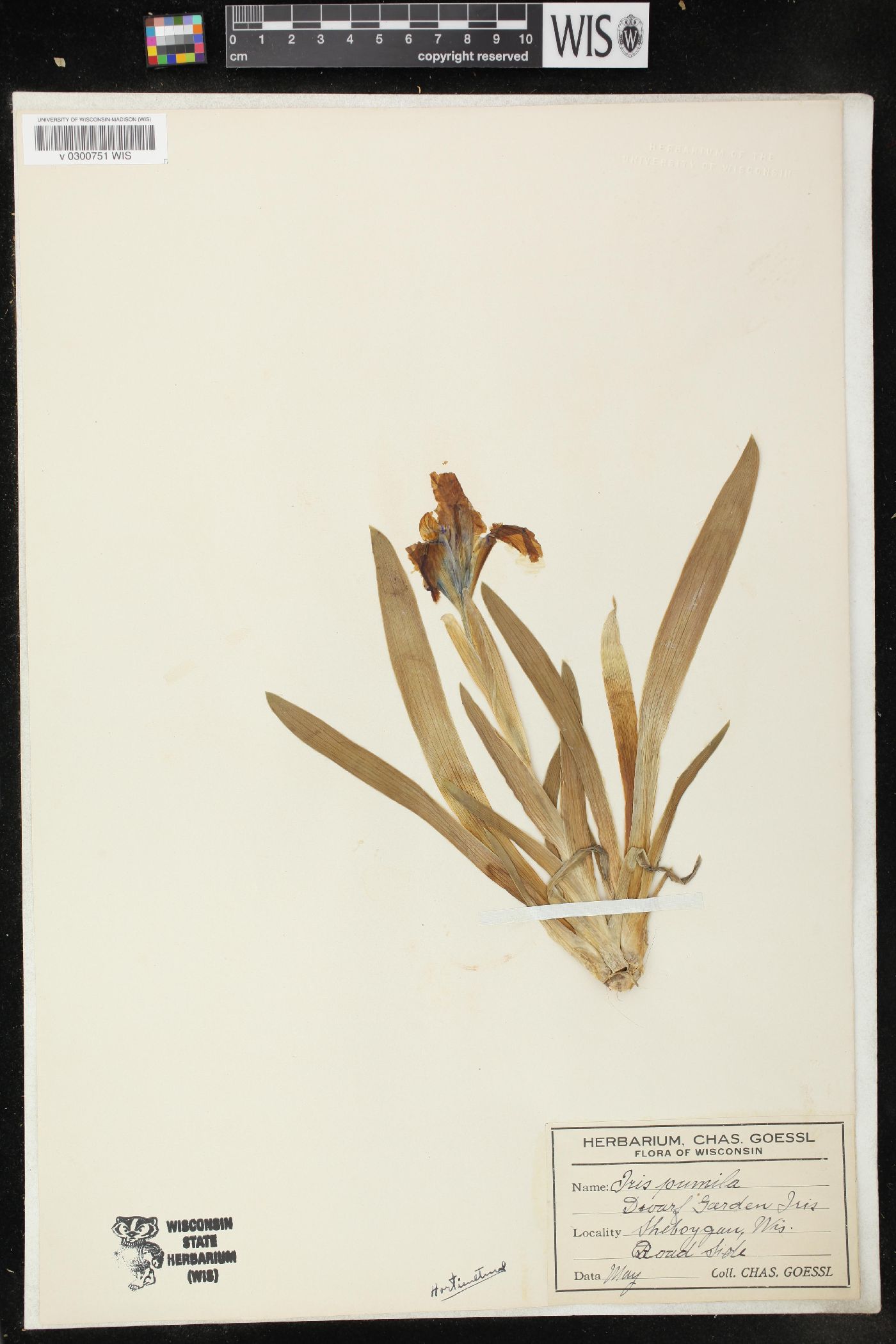 Iris pumila image