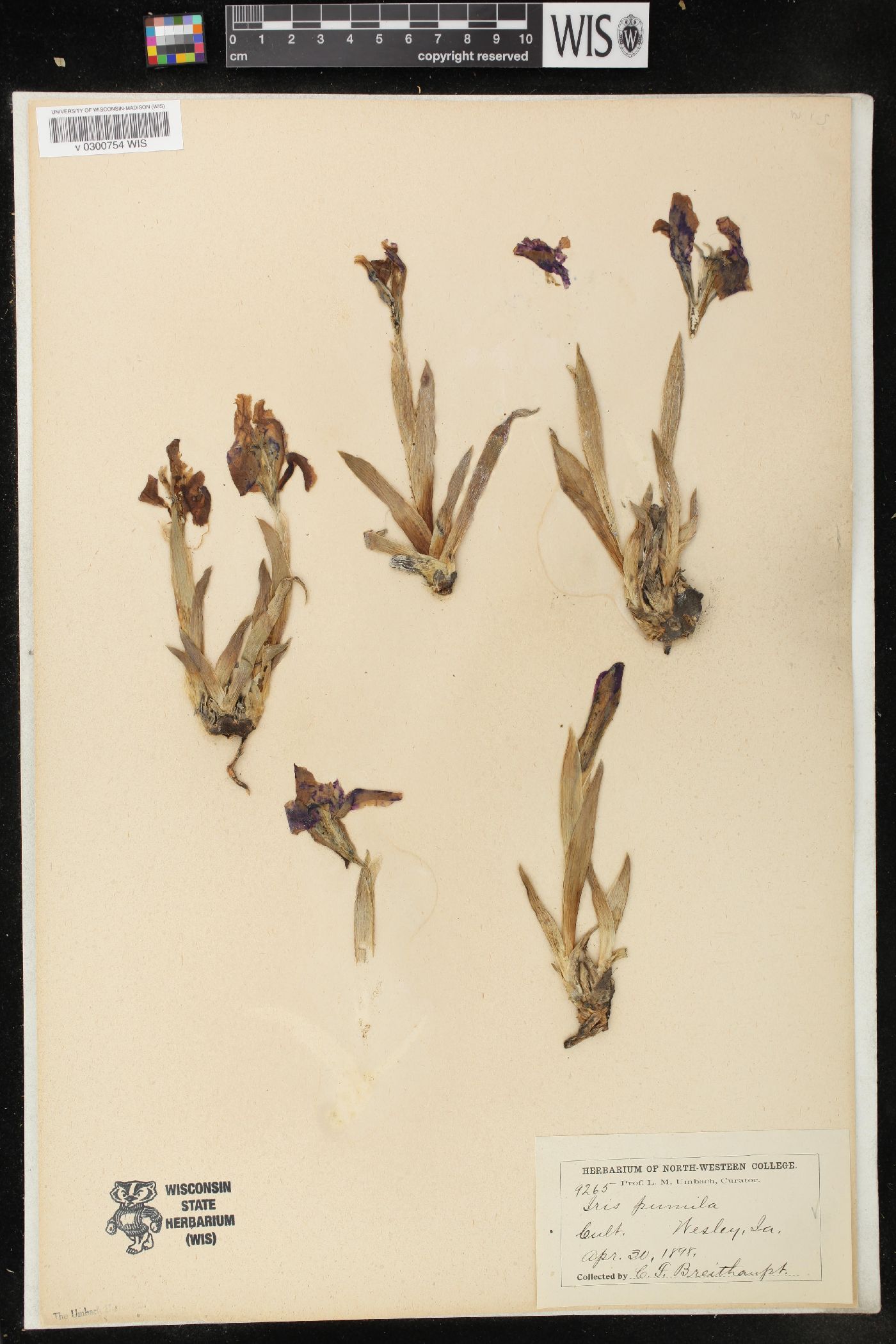 Iris pumila image