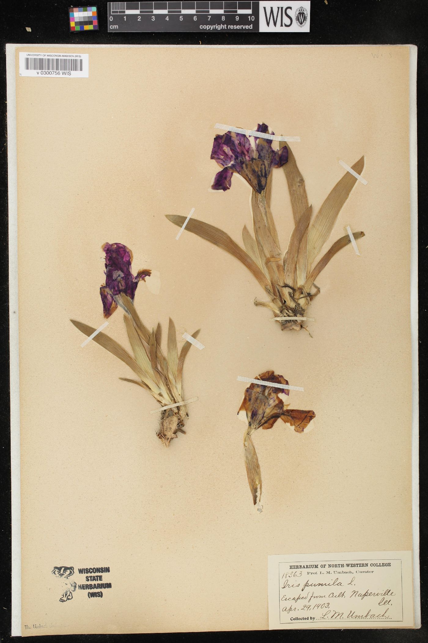 Iris pumila image