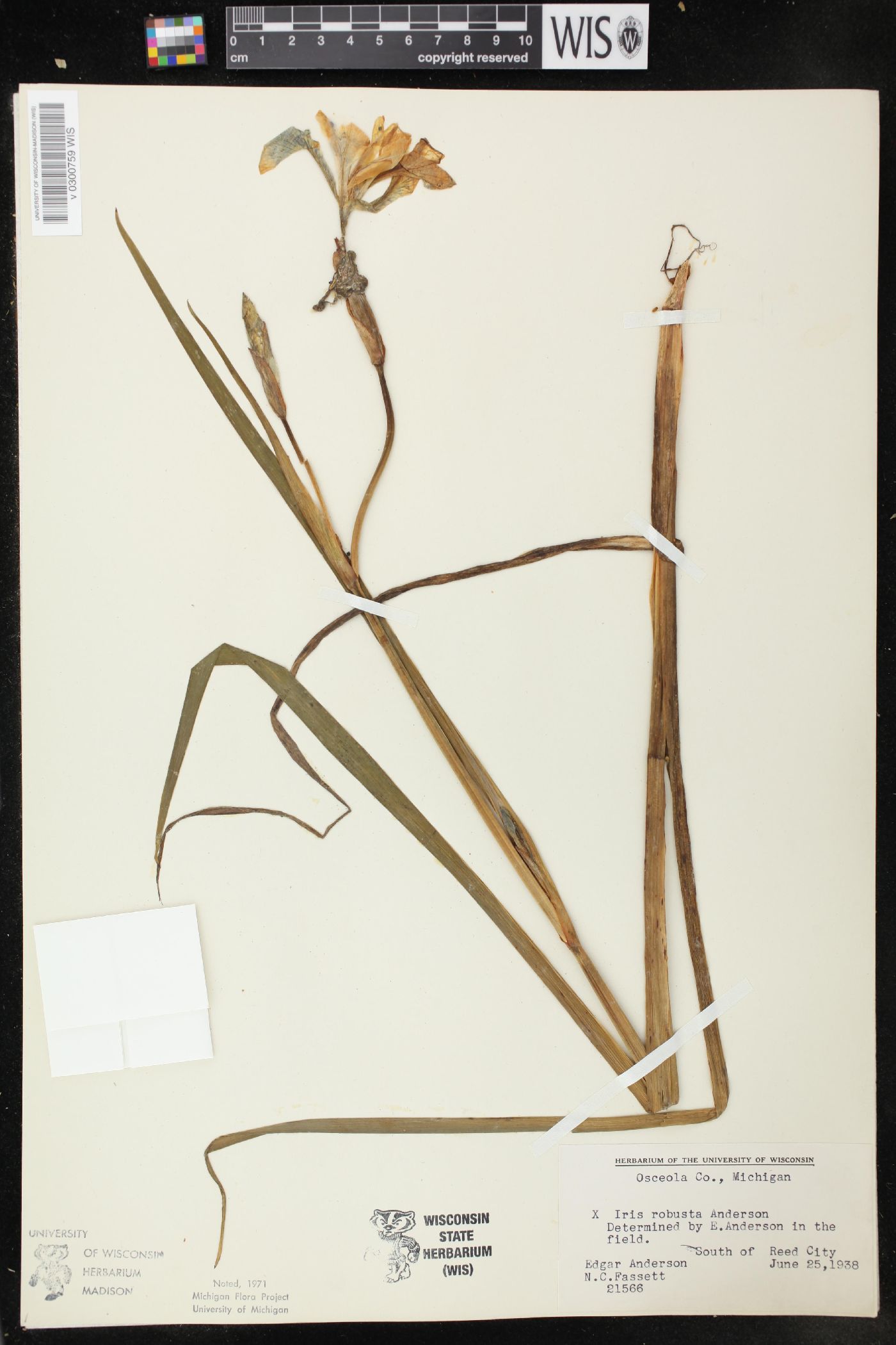 Iris x robusta image