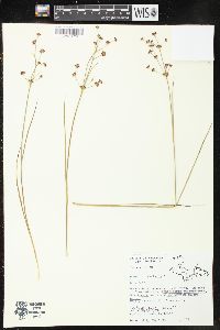 Juncus articulatus image