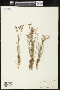 Juncus articulatus image