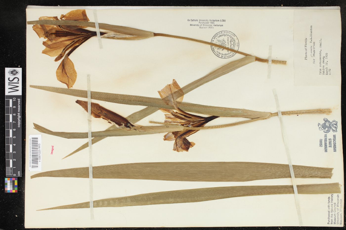 Iris savannarum image