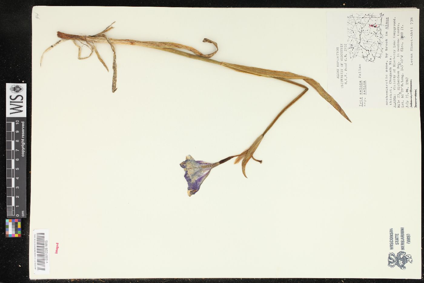 Iris setosa var. setosa image