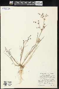 Juncus articulatus image