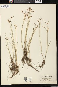 Juncus articulatus image