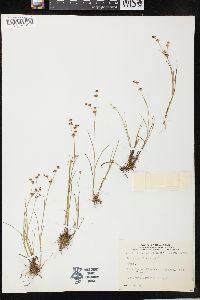 Juncus articulatus image