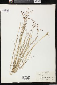 Juncus articulatus image