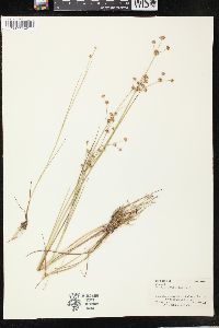 Juncus articulatus image