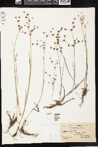 Juncus articulatus image